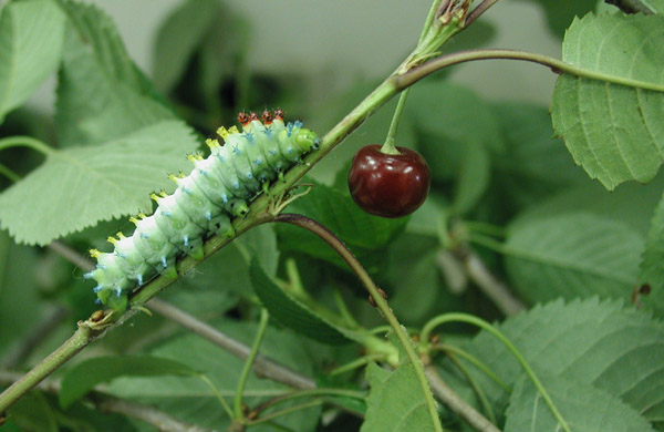 Hyalophora cecropia